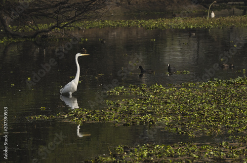 An egret standing tall inside a swamp in bharatpur bird sanctuary