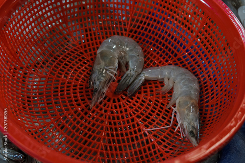 Fresh shrimp for cooking in the market