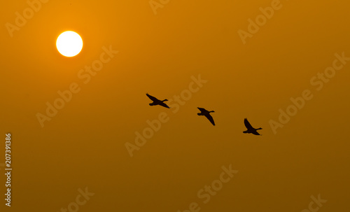 Three birds flying home during sunset inside bharatpur bird sanctuary on a winter evening