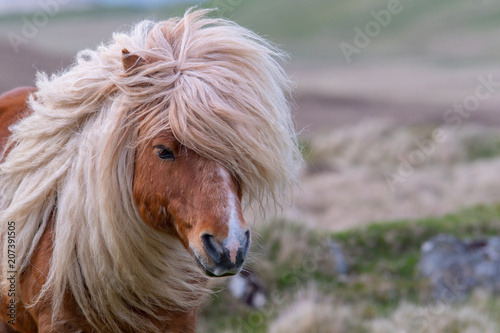 Photo A portrait of a lone Shetland Pony on a Scottish Moor on the Shetland Islands