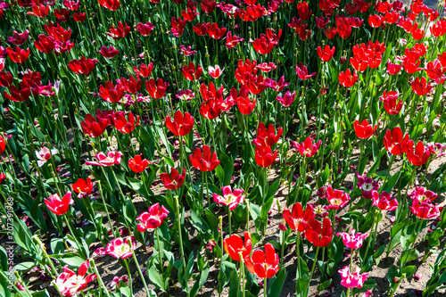 Fototapeta Naklejka Na Ścianę i Meble -  beautiful red tulips