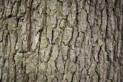 Full frame close up of the textured bark of an old-growth tree 