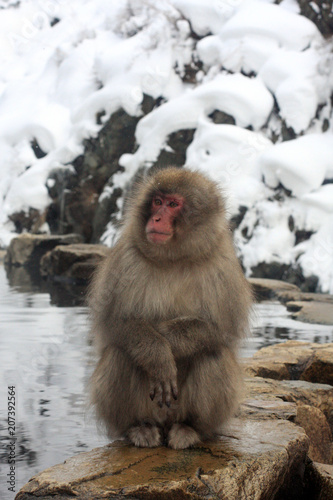 Snow Monkeys in Japan © pierrick
