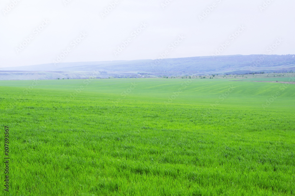Beautiful background of the field with the coincidence of green wheat