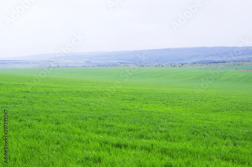 Beautiful background of the field with the coincidence of green wheat