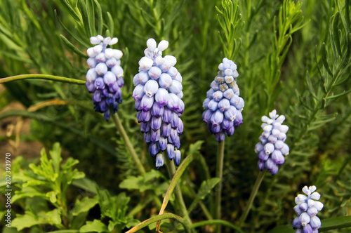 Closeup of beautiful flowers in light blue color
