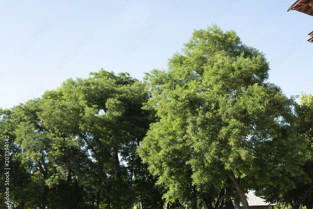 trees trees