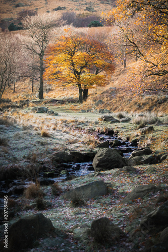 Autumn colours, tree near river