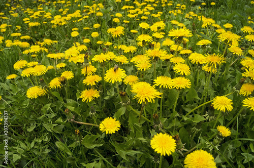 Glade with a huge number of flowering dandelions