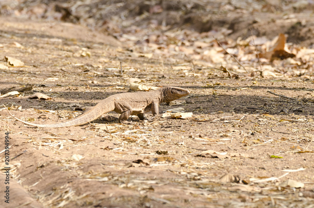 A monitor lizard crossing the safari track inside bandavgarh national park A monitor lizard crossing the safari track inside bandavgarh national park