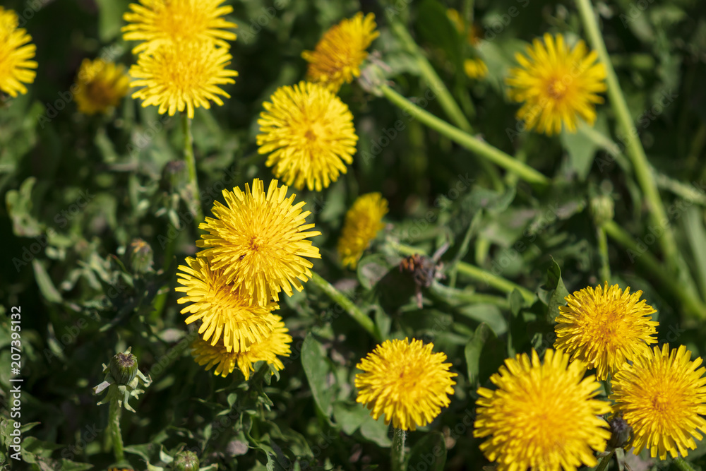 Yellow dandelion flowers on nature as background Yellow dandelion flowers on nature as background