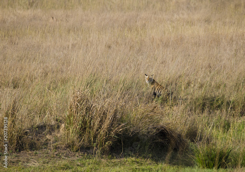 A tiger cub sitting among the grasses inside Bandhavgarh National Park