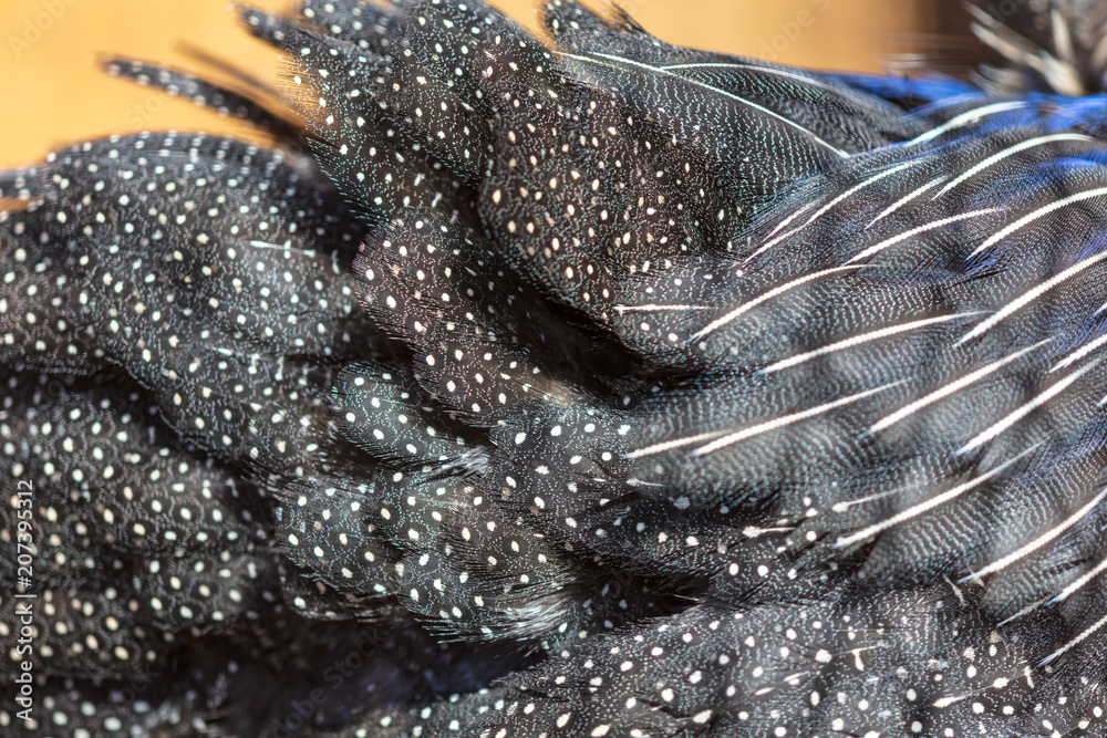 Obraz premium Feathers of guinea fowl as an abstract background