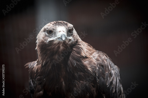 Portrait of an eagle at the zoo