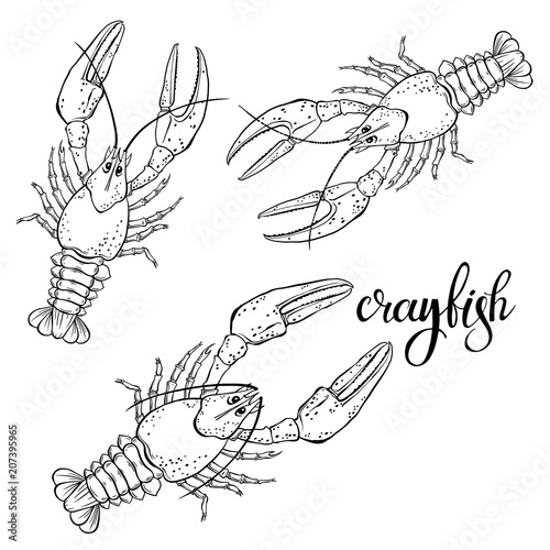 Crayfish.Sketch.Hand drawn outline vector illustration, isolated  elements for design on white background.