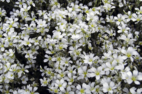 A large number of small white flowers