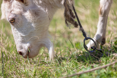 Goat in the pasture eats grass photo