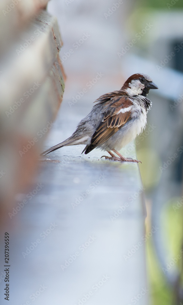 Sparrow by the window Sparrow by the window