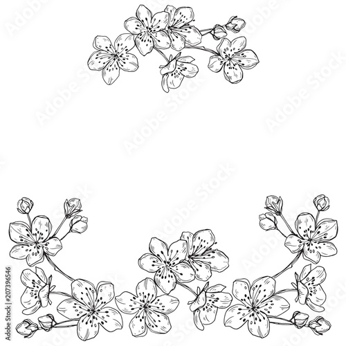 Floral frame with cherry flowers on white background. Vector illustration with place for text.  Greeting card, invitation or isolated elements for design.
