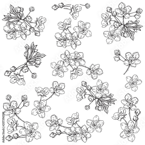 Cherry flowers.Sketch.Hand drawn outline vector illustration, isolated floral elements for design on white background.