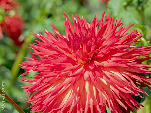 Fototapeta Naklejka Na Ścianę i Meble -  Dahlie, Dahlia