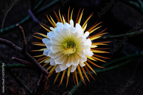 Cactus queen of the night. Night-blooming cereus Latin name Selenicereus grandiflorus