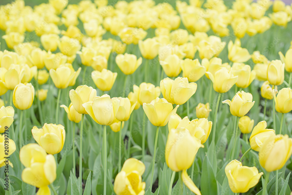 Obraz premium field of yellow tulips