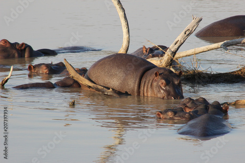 Hippos in the water by some branches