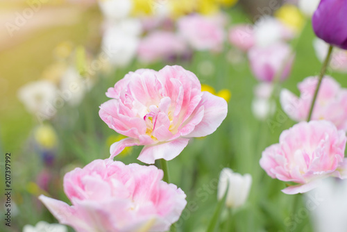 pink terry tulips
