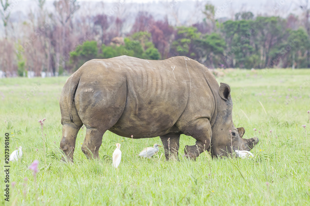 Obraz premium Rhino grazing with birds around