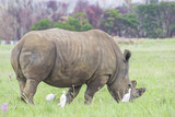 Rhino grazing with birds around