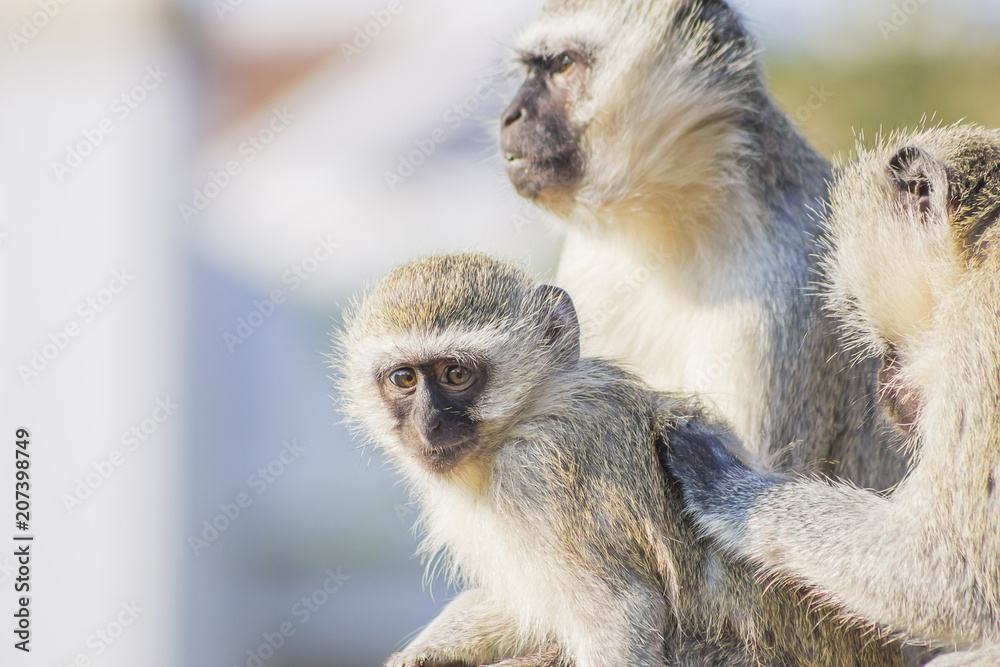 Vervet Monkies cleaning their young Vervet Monkies cleaning their young