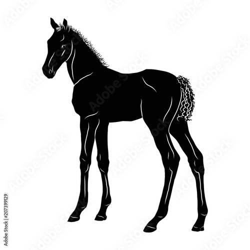 A silhouette of a small foal standing in side view.