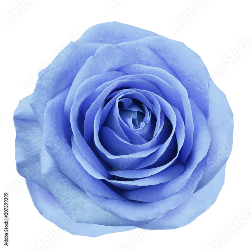 Blue flower rose on white isolated background with clipping path. no shadows. Closeup. For design. Nature.