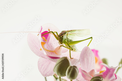 big green grasshopper
