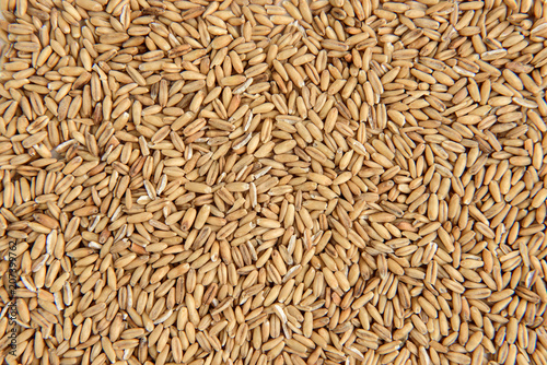Oat grain isolated on white background.