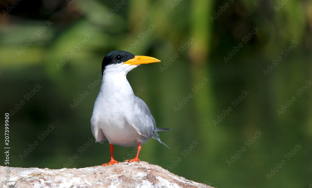 Fototapeta premium A River tern sitting on a boulder inside ranganathittu bird sanctuary