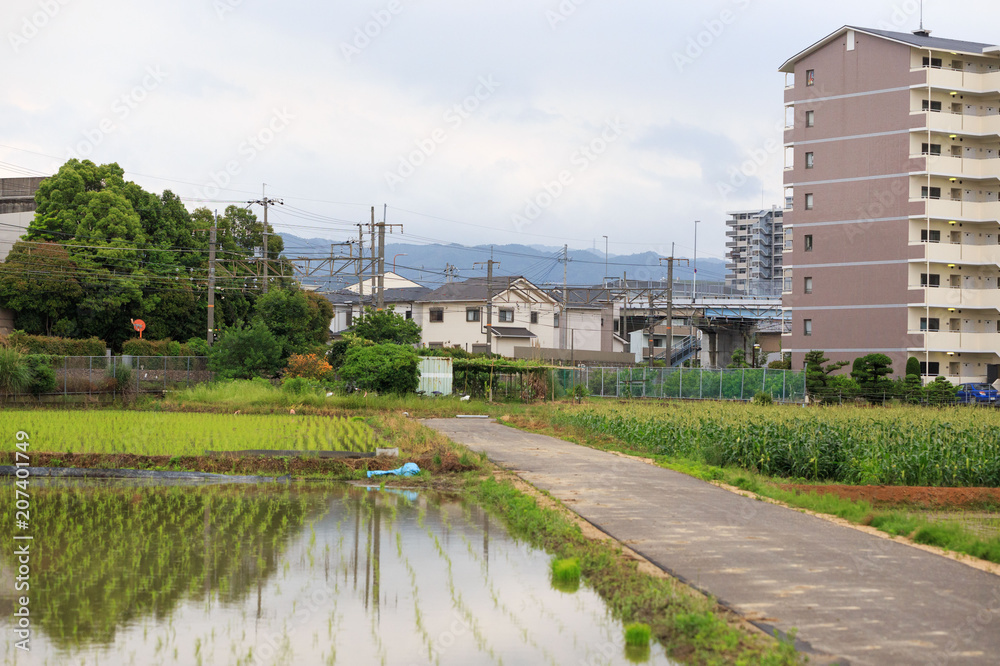 Small road between flooded rice field and small cornfield next to a Japanese apartment building
