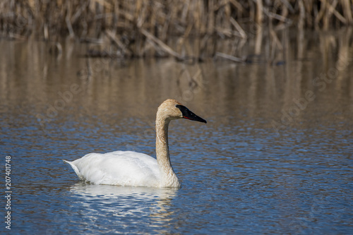 A mute swan swimming in the waters of Magee marsh in northern ohio