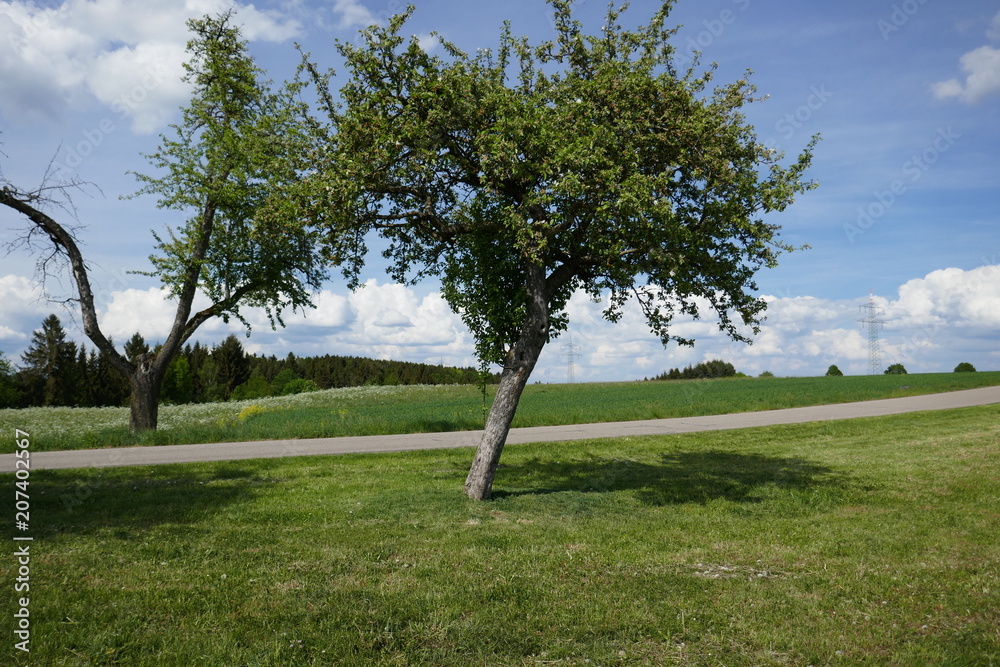Wiesenlandschaft Wiesenlandschaft