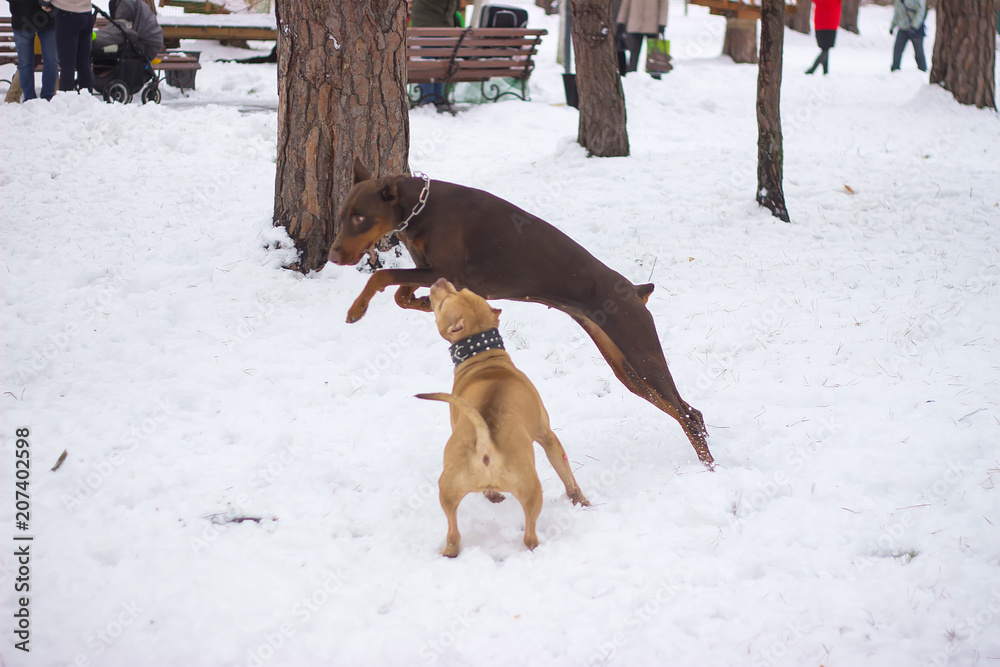 Dogs are playing and running in the snow. Dogs are playing and running in the snow.