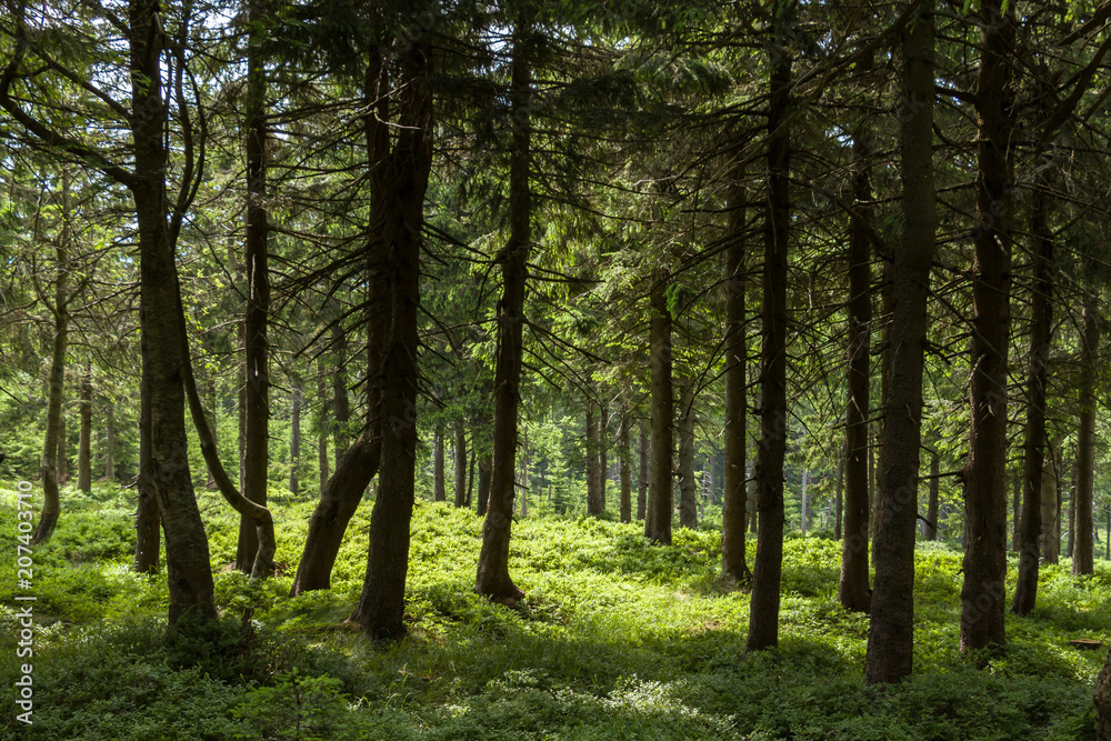 Fototapeta premium The