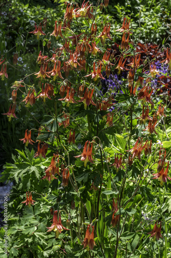 Fototapeta premium wild Columbine