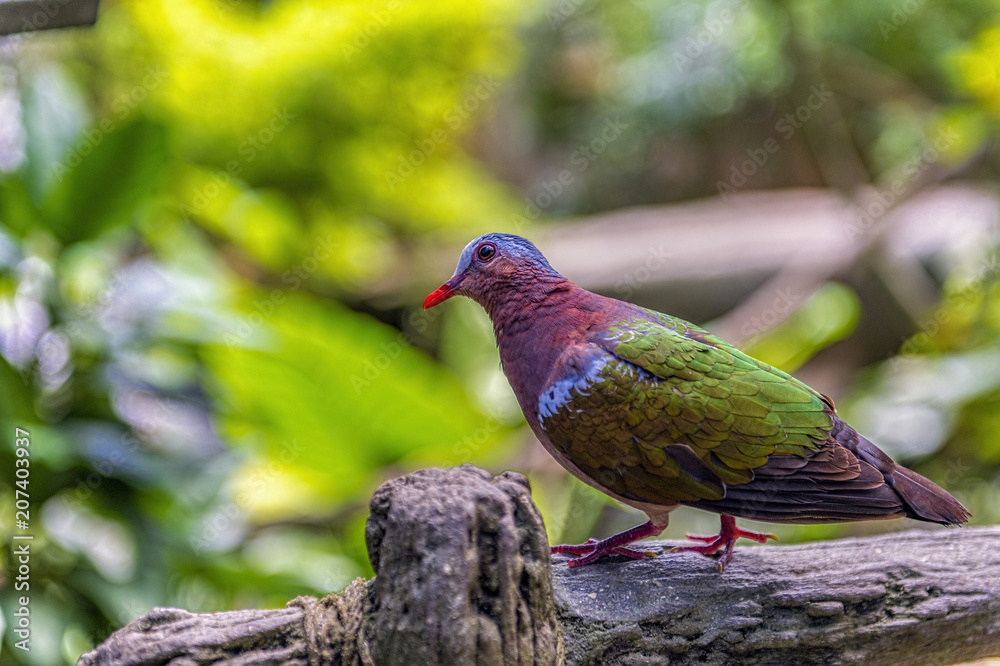 Obraz premium Common emerald dove