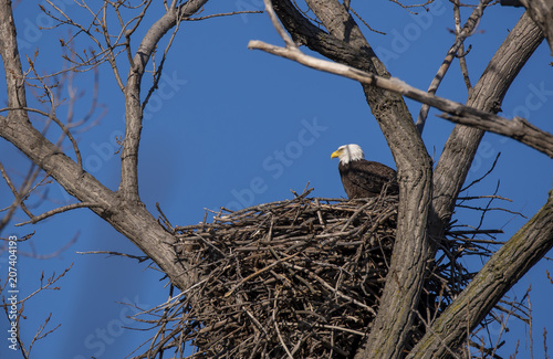 A lone bald eagle sitting inside its nest at magee marsh wildlife area