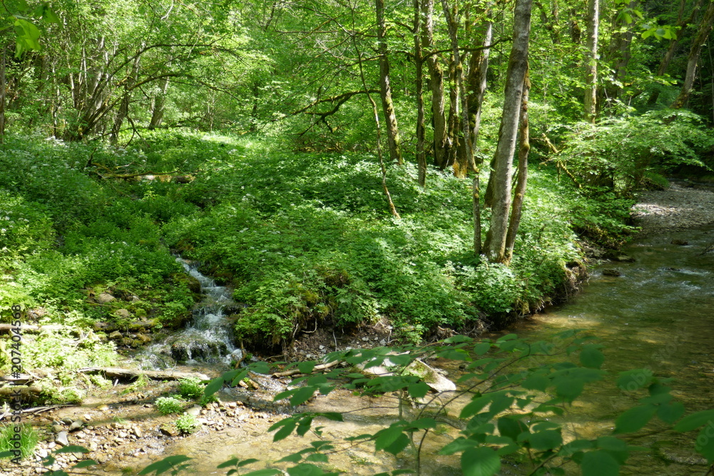 Fototapeta premium Wutachschlucht