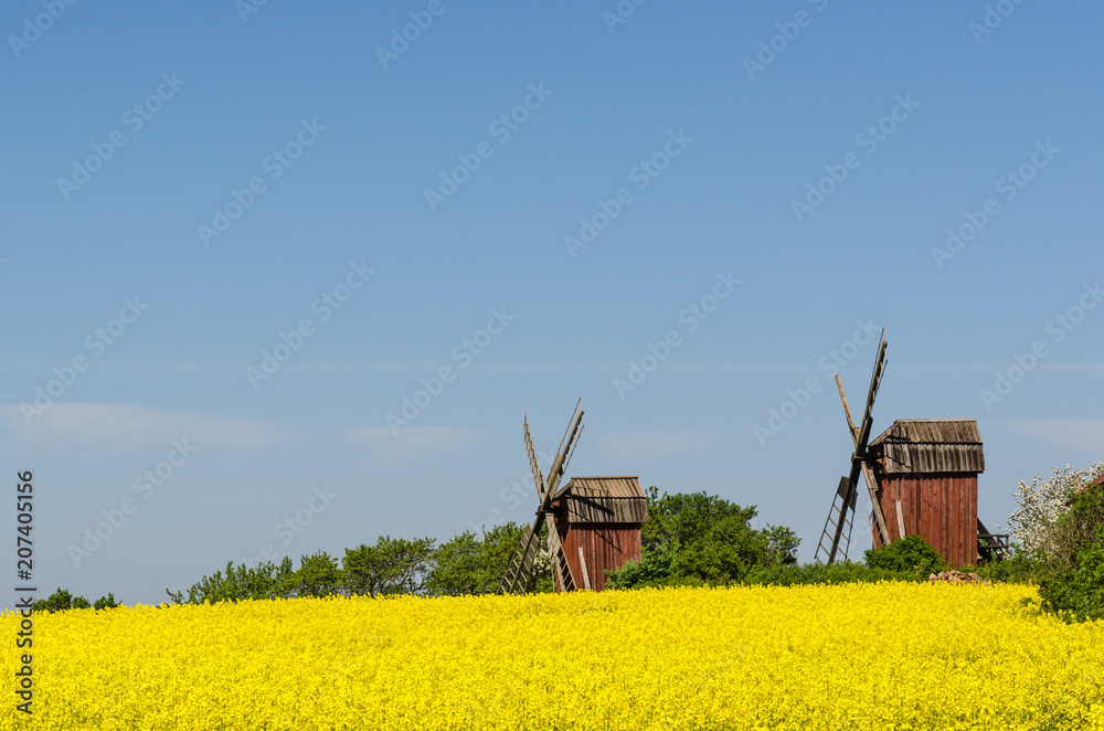 Fototapeta premium Old wooden windmills by a blossom rapeseed field