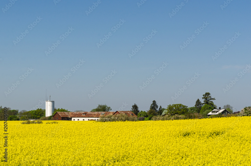 Countryside view with a blossom rapeseed field