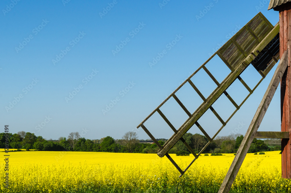 Old windmill by a blossom rapeseed field