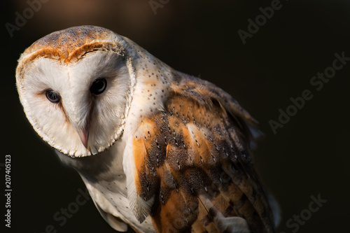 Barn owl portrait